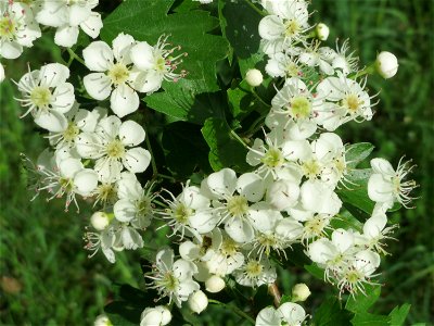 Weißdorn (Crataegus monogyna) im Bürgerpark Saarbrücken
