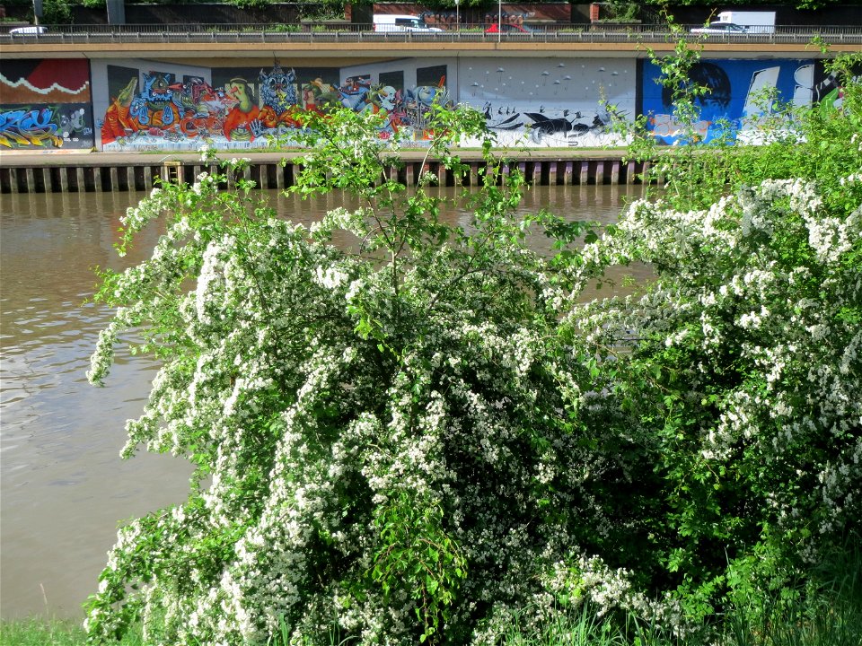 Eingriffeliger Weißdorn (Crataegus monogyna) am Staden in Saarbrücken