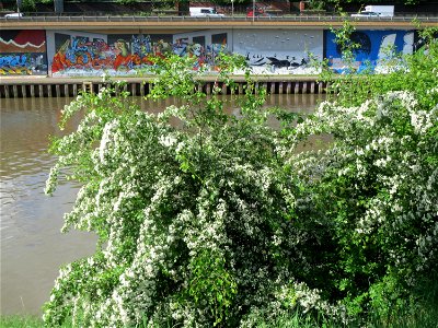 Eingriffeliger Weißdorn (Crataegus monogyna) am Staden in Saarbrücken