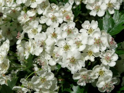 Eingriffeliger Weißdorn (Crataegus monogyna) am Staden in Saarbrücken