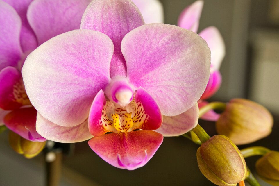 Flowers tropical orchid photo