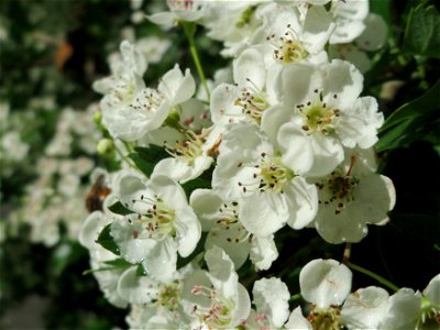 Weißdorn (Crataegus monogyna) am Staden in Saarbrücken