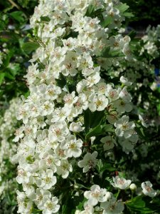 Weißdorn (Crataegus monogyna) am Staden in Saarbrücken