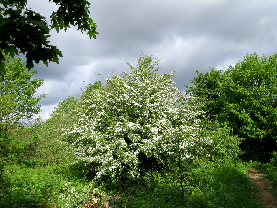 Weißdorn (Crataegus monogyna) im Naturschutzgebiet "St. Arnualer Wiesen"