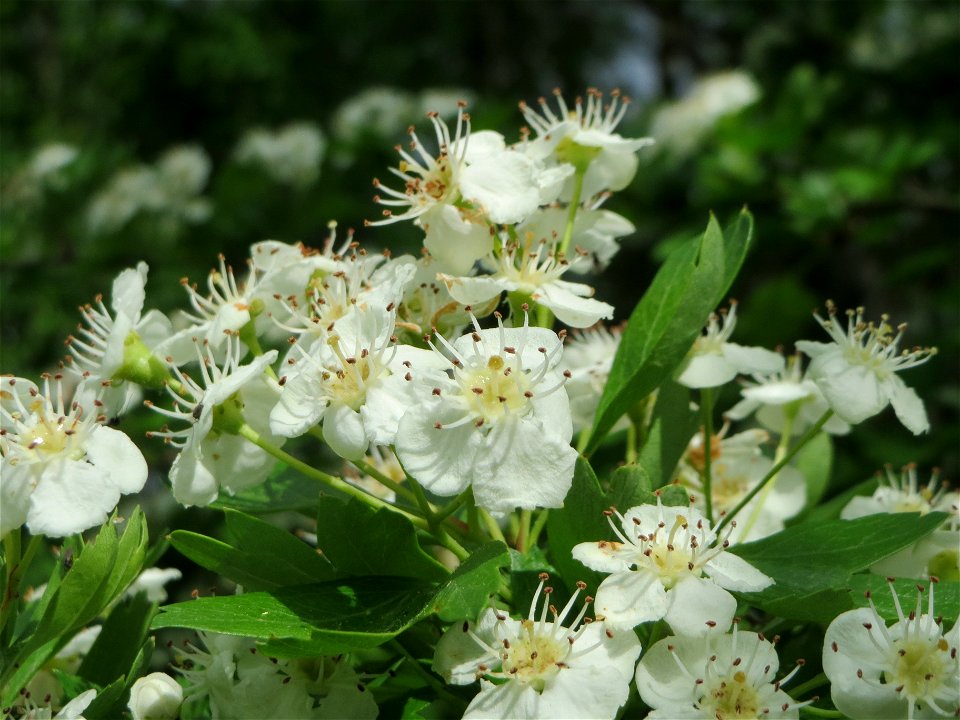 Weißdorn (Crataegus monogyna) im Naturschutzgebiet "St. Arnualer Wiesen"