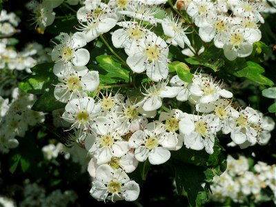 Weißdorn (Crataegus monogyna) im Landschaftsschutzgebiet Hockenheimer Rheinbogen