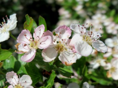 Weißdorn (Crataegus monogyna) bei Reilingen
