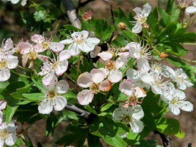Weißdorn (Crataegus monogyna) bei Reilingen