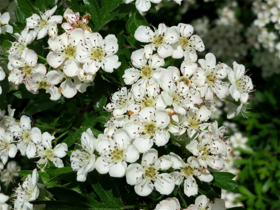 Weißdorn (Crataegus monogyna) auf dem Feldherrenhügel (Naturschutzgebiet Oftersheimer Dünen)
