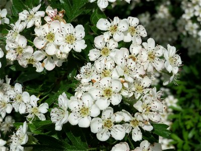 Weißdorn (Crataegus monogyna) auf dem Feldherrenhügel (Naturschutzgebiet Oftersheimer Dünen)