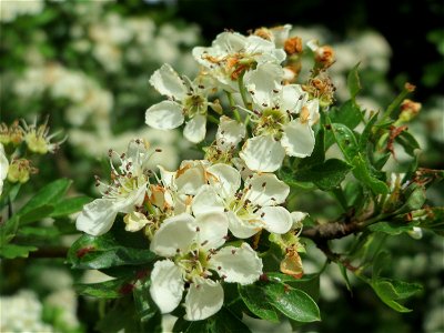 Weißdorn (Crataegus monogyna) auf dem Feldherrenhügel (Naturschutzgebiet Oftersheimer Dünen)