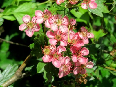 Weißdorn (Crataegus monogyna) im Landschaftsschutzgebiet Hockenheimer Rheinbogen