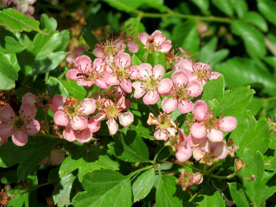 Weißdorn (Crataegus monogyna) im Landschaftsschutzgebiet Hockenheimer Rheinbogen