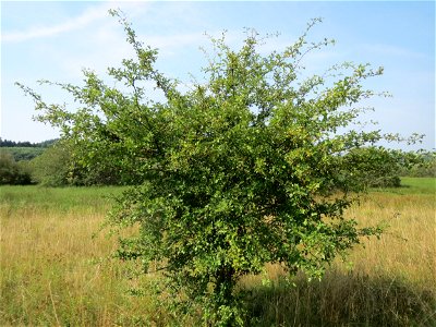 Eingriffeliger Weißdorn (Crataegus monogyna) im Naturschutzgebiet Mürmes