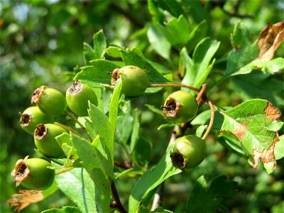 Eingriffeliger Weißdorn (Crataegus monogyna) im Naturschutzgebiet Mürmes
