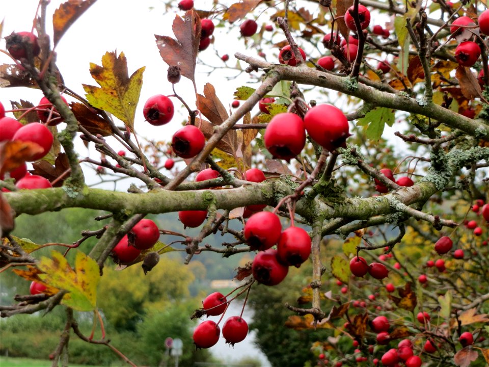 Weißdorn (Crataegus monogyna) am Schalkenmehrener Maar