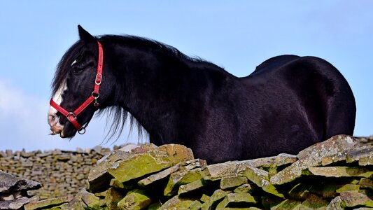 Nature animal equestrian