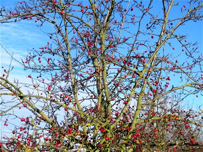 Eingriffeliger Weißdorn (Crataegus monogyna) bei Hockenheim