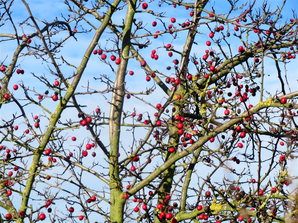 Eingriffeliger Weißdorn (Crataegus monogyna) bei Hockenheim