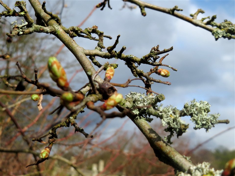 Weißdorn (Crataegus monogyna) im Almet in Saarbrücken