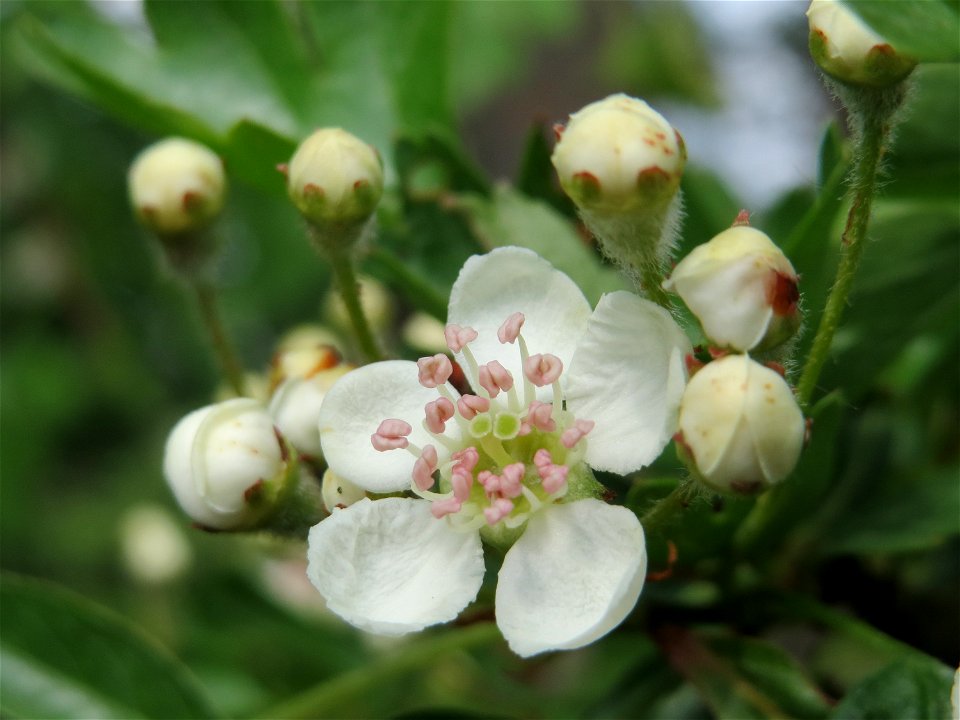 Weißdorn (Crataegus monogyna) im Landschaftsschutzgebiet Hockenheimer Rheinbogen