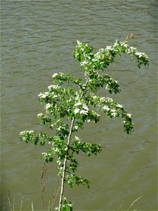 Eingriffeliger Weißdorn (Crataegus monogyna) am Staden in Saarbrücken
