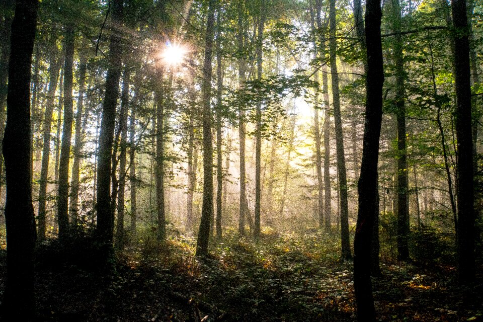 Nature landscape trees