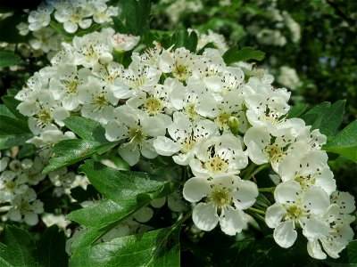 Crataegus monogyna Hecke