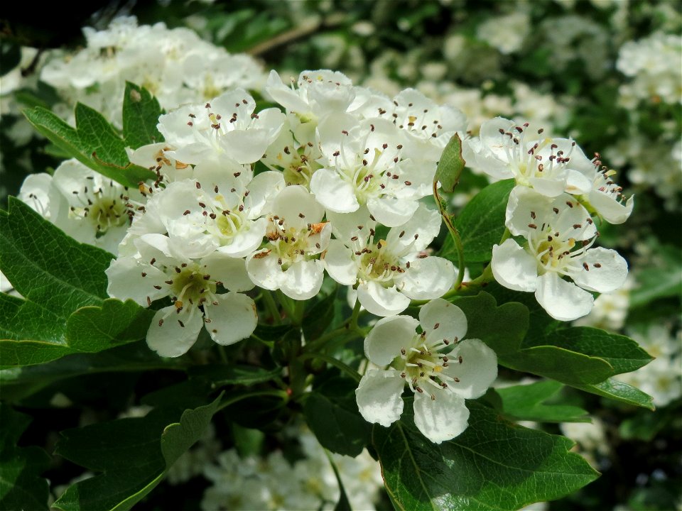 Eingriffeliger Weißdorn (Crataegus monogyna) im Naturschutzgebiet „Mirabellenhecke in den Horststückern“ im Landschaftsschutzgebiet „Hockenheimer Rheinbogen“