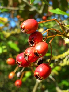 Eingriffeliger Weißdorn (Crataegus monogyna) in Saarbrücken photo