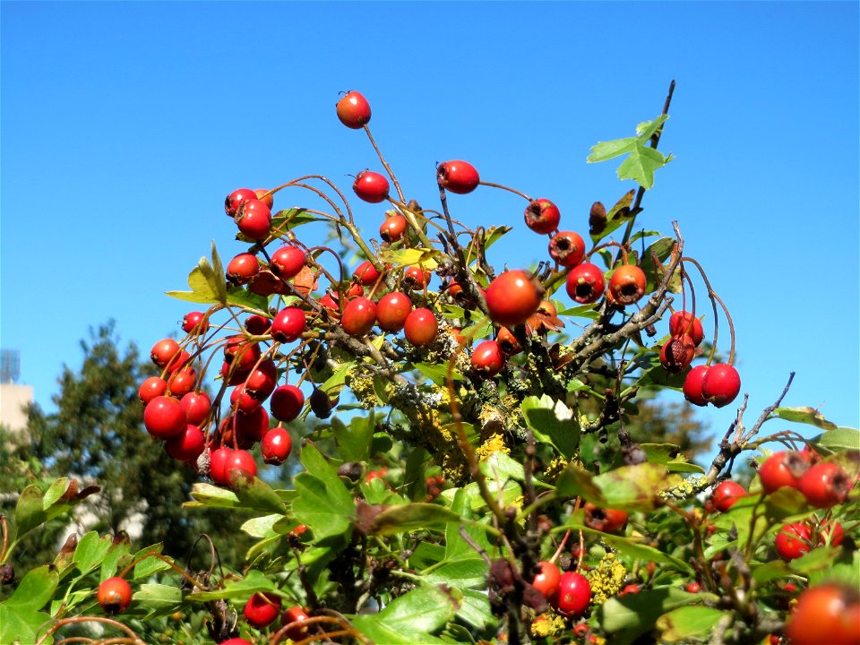 Eingriffeliger Weißdorn (Crataegus monogyna) in Saarbrücken