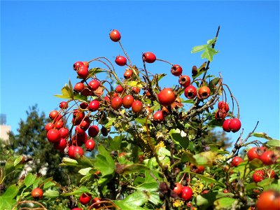 Eingriffeliger Weißdorn (Crataegus monogyna) in Saarbrücken photo