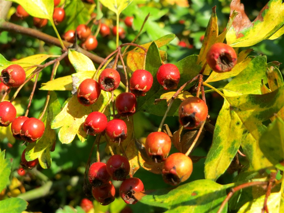 Eingriffeliger Weißdorn (Crataegus monogyna) in Bruchmühlbach-Miesau