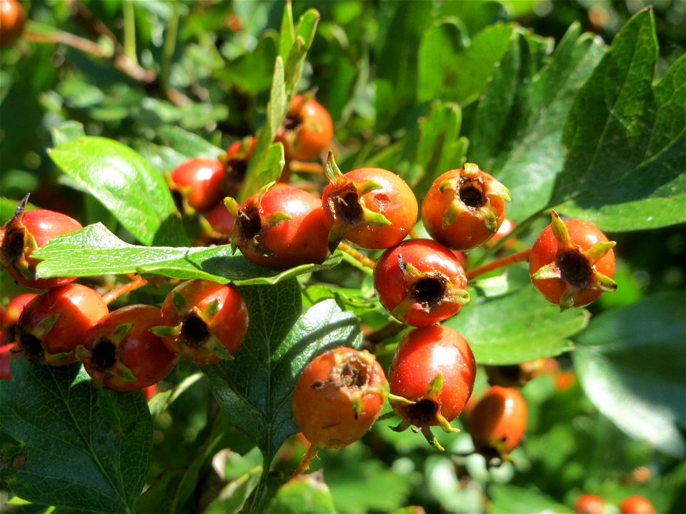 Eingriffeliger Weißdorn (Crataegus monogyna) im Naturschutzgebiet "St. Arnualer Wiesen"