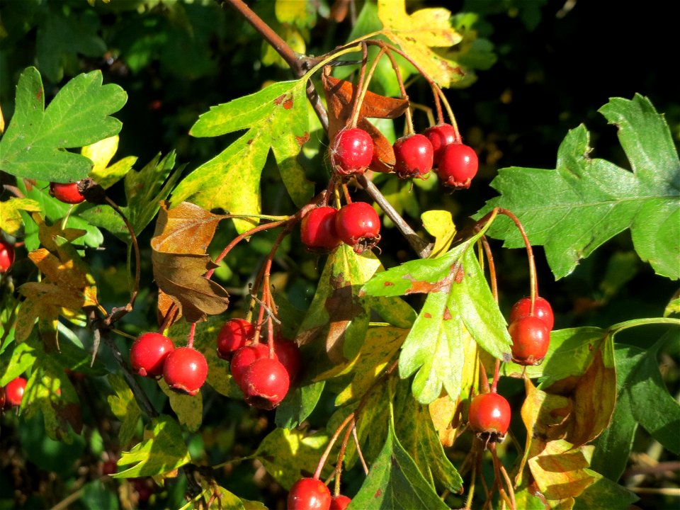 Eingriffeliger Weißdorn (Crataegus monogyna) in Bruchmühlbach-Miesau