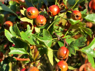 Eingriffeliger Weißdorn (Crataegus monogyna) in Hockenheim