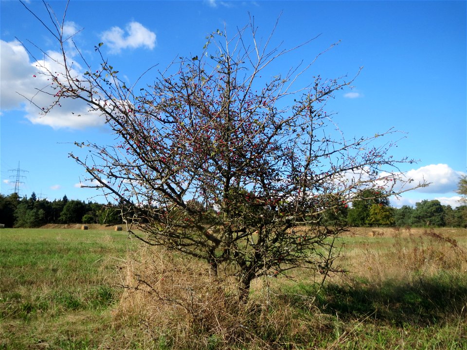 Eingriffeliger Weißdorn (Crataegus monogyna) im Naturschutzgebiet Gewann Frankreich-Wiesental