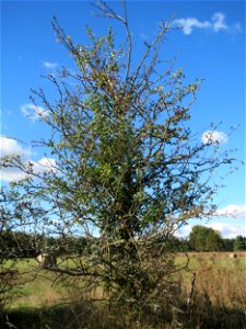 Eingriffeliger Weißdorn (Crataegus monogyna) im Naturschutzgebiet Gewann Frankreich-Wiesental