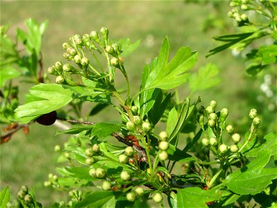 Blütenknospen vom Eingriffeligen Weißdorn (Crataegus monogyna) auf einem Grünstreifen zwischen Eisenbahnstraße und Am Damm in Hockenheim