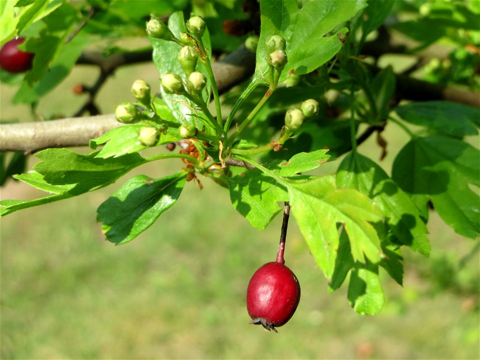 Blütenknospen vom Eingriffeligen Weißdorn (Crataegus monogyna) auf einem Grünstreifen zwischen Eisenbahnstraße und Am Damm in Hockenheim