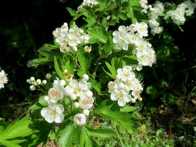 Blütenknospen vom Eingriffeligen Weißdorn (Crataegus monogyna) auf einem Grünstreifen zwischen Eisenbahnstraße und Am Damm in Hockenheim
