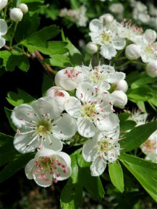 Blüten vom Eingriffeligen Weißdorn (Crataegus monogyna) auf einem Grünstreifen zwischen Eisenbahnstraße und Am Damm in Hockenheim