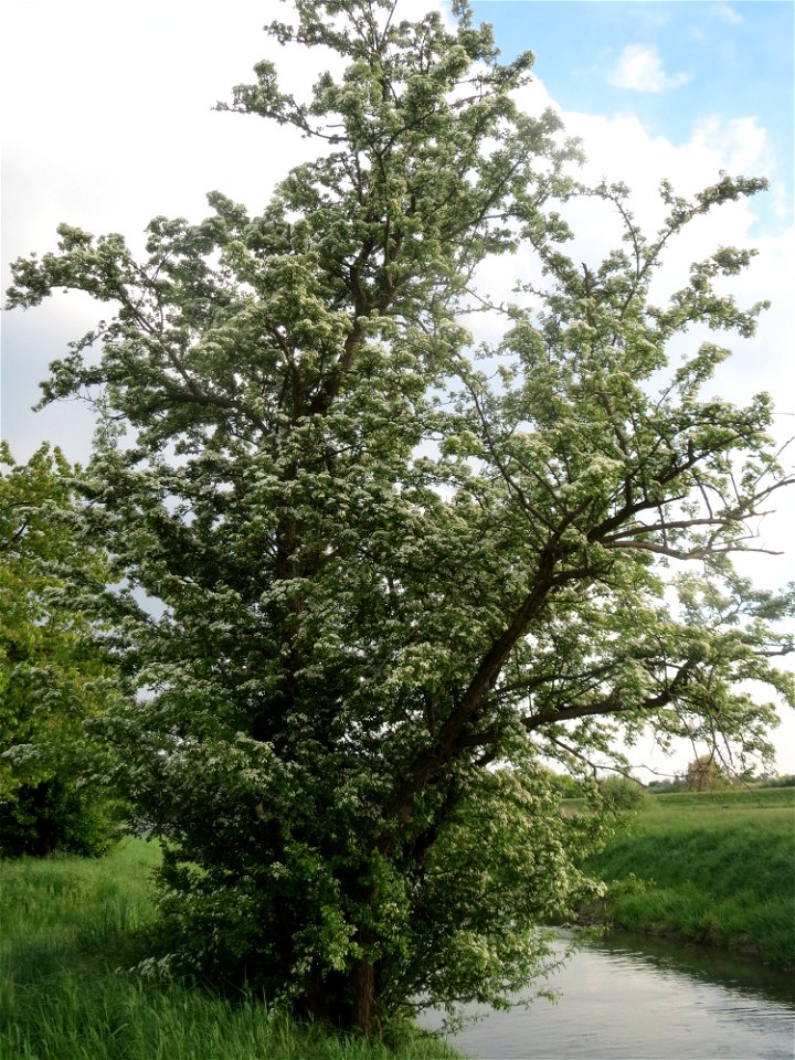 Blühender Weißdorn (Crataegus monogyna) im Hockenheimer Rheinbogen