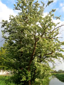 Blühender Weißdorn (Crataegus monogyna) im Hockenheimer Rheinbogen