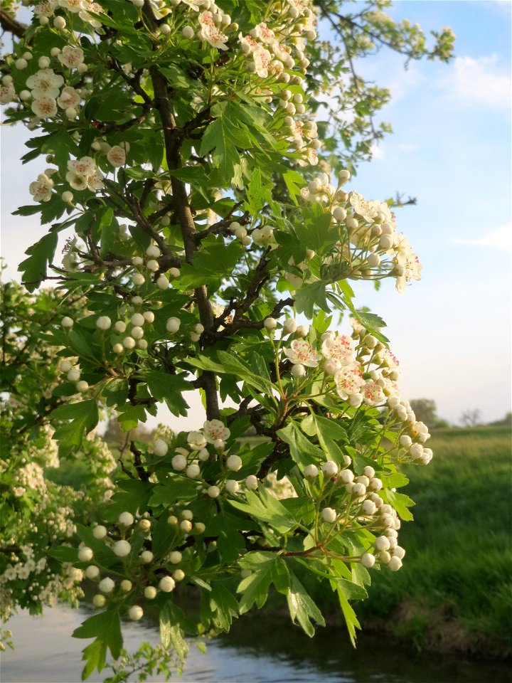 Blühender Weißdorn (Crataegus monogyna) im Hockenheimer Rheinbogen