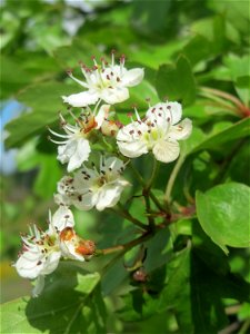 Eingriffeliger Weißdorn (Crataegus monogyna) in Bruchmühlbach-Miesau