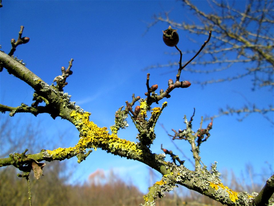 Weißdorn (Crataegus monogyna) im Naturschutzgebiet „St. Arnualer Wiesen“