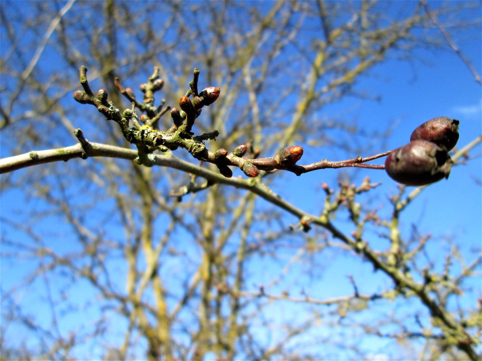 Weißdorn (Crataegus monogyna) im Naturschutzgebiet „St. Arnualer Wiesen“
