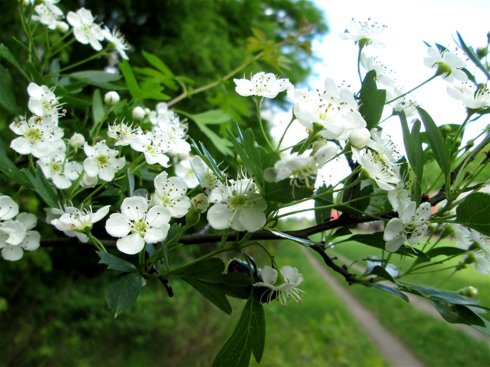 Eingriffeliger Weißdorn (Crataegus monogyna) am Bahndamm in der Schwetzinger Hardt