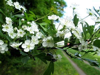 Eingriffeliger Weißdorn (Crataegus monogyna) am Bahndamm in der Schwetzinger Hardt